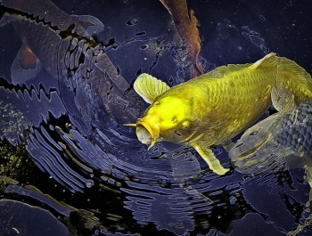 04 Carp.jpg