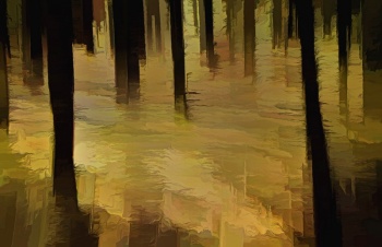 Light on the Forest Floor.jpg