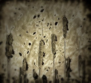 Cattails.jpg